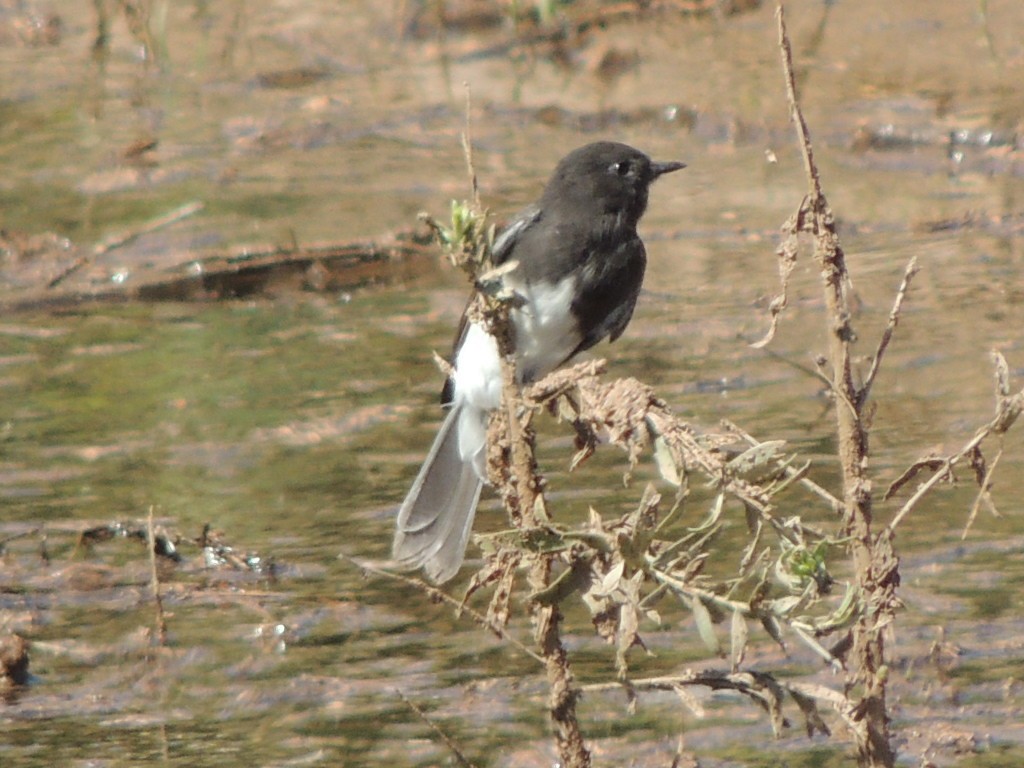 Black Phoebe - ML69736651