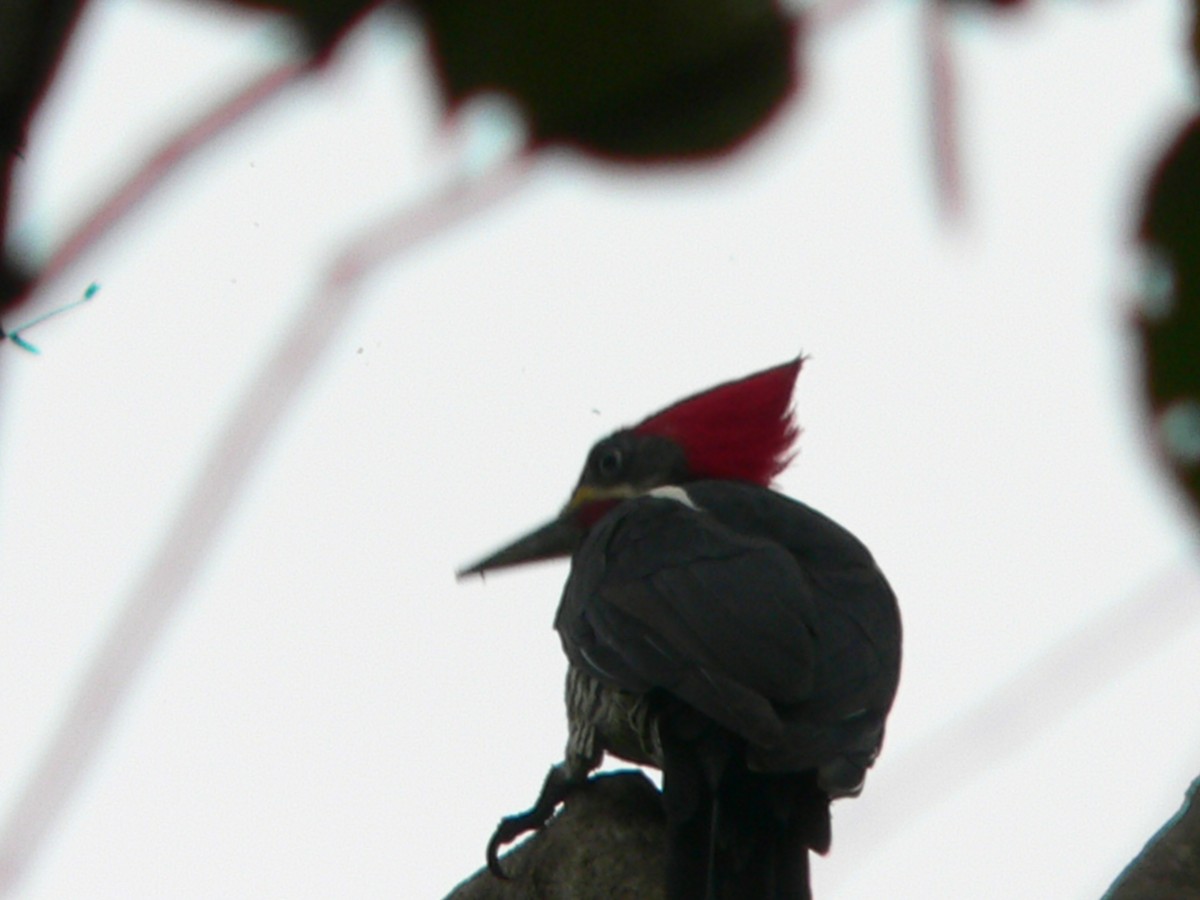 Lineated Woodpecker - ML69739471
