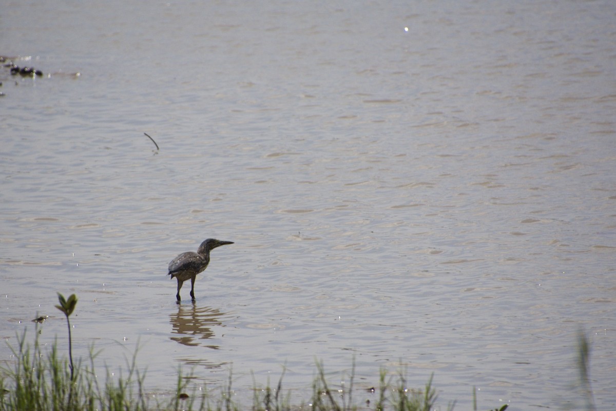 Striated Heron (Old World) - ML69740991