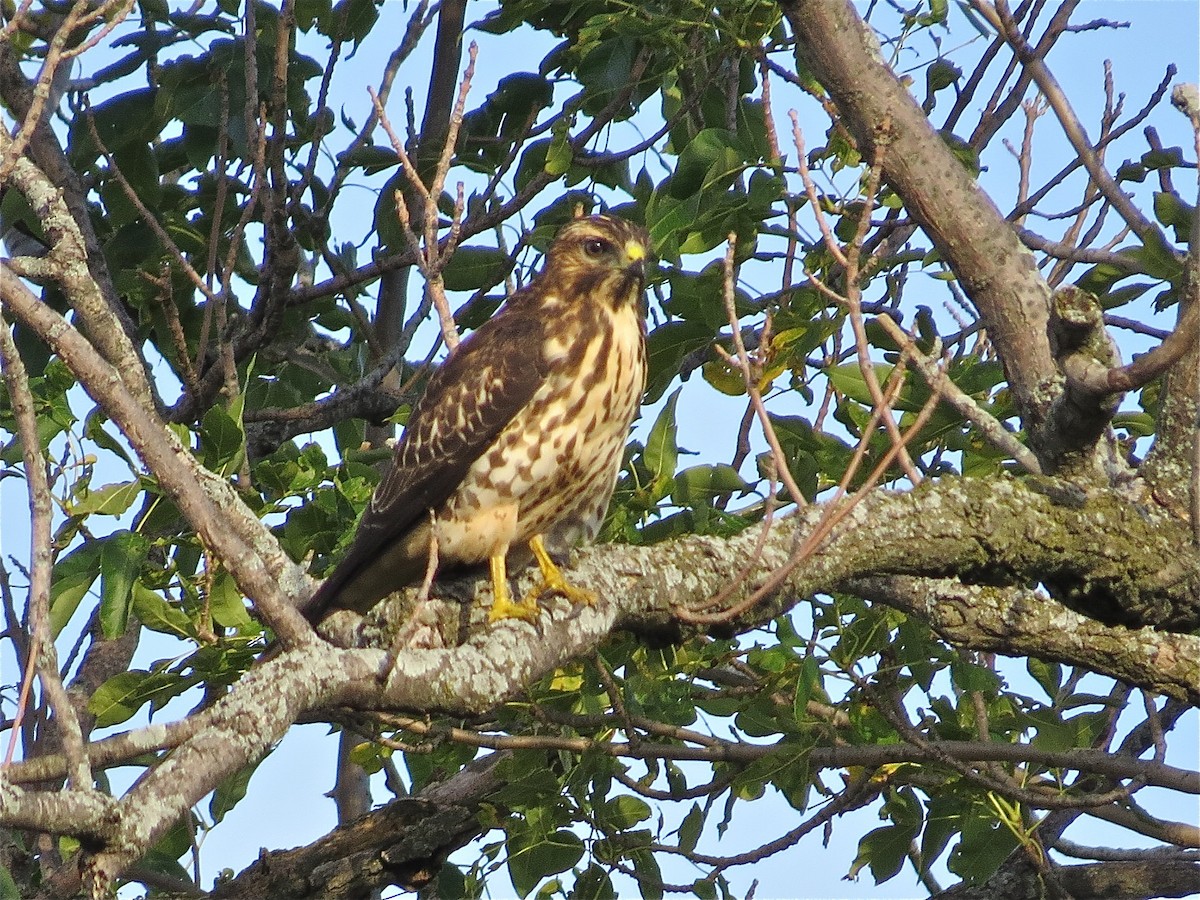 Broad-winged Hawk - Benjamin Murphy