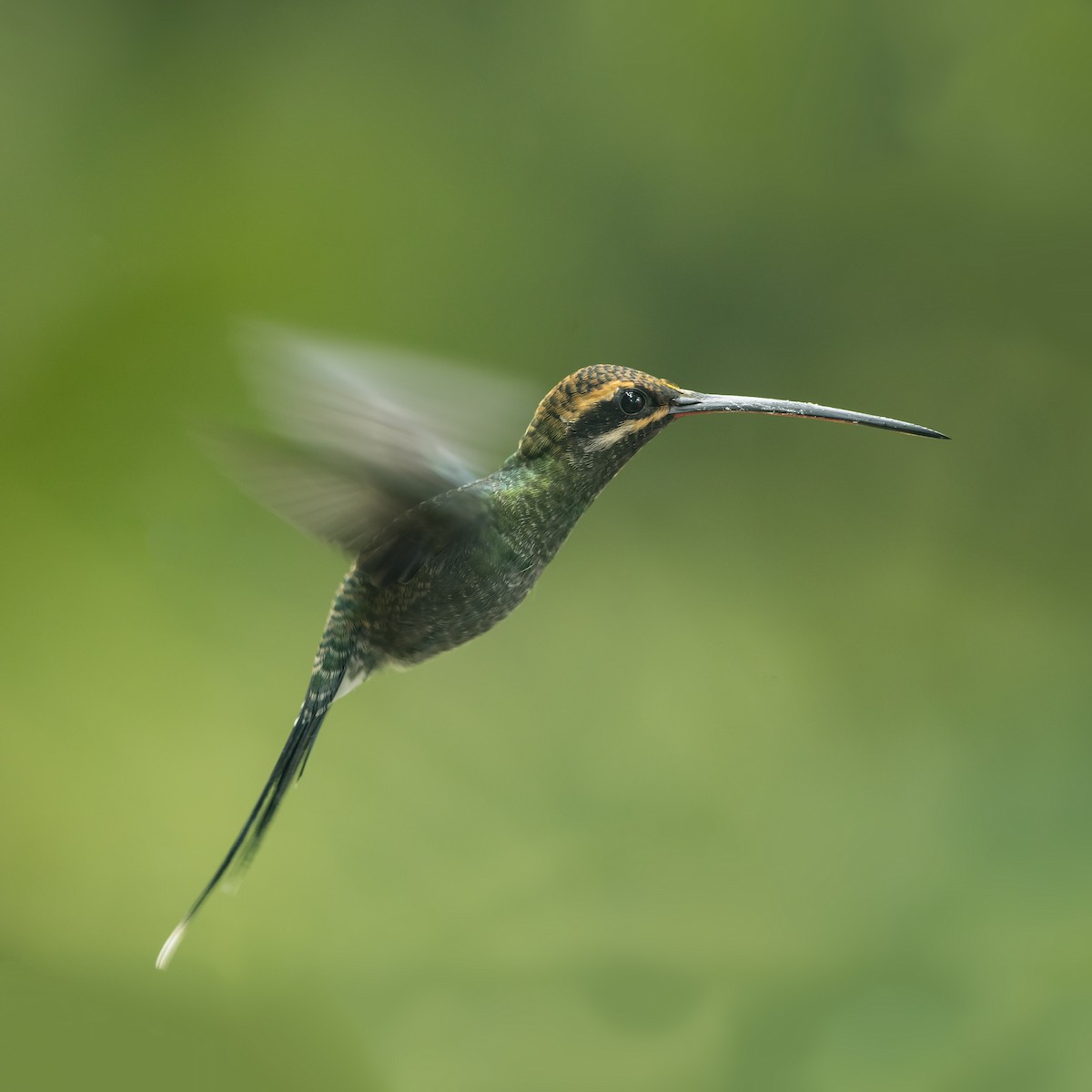 White-whiskered Hermit - ML69744221