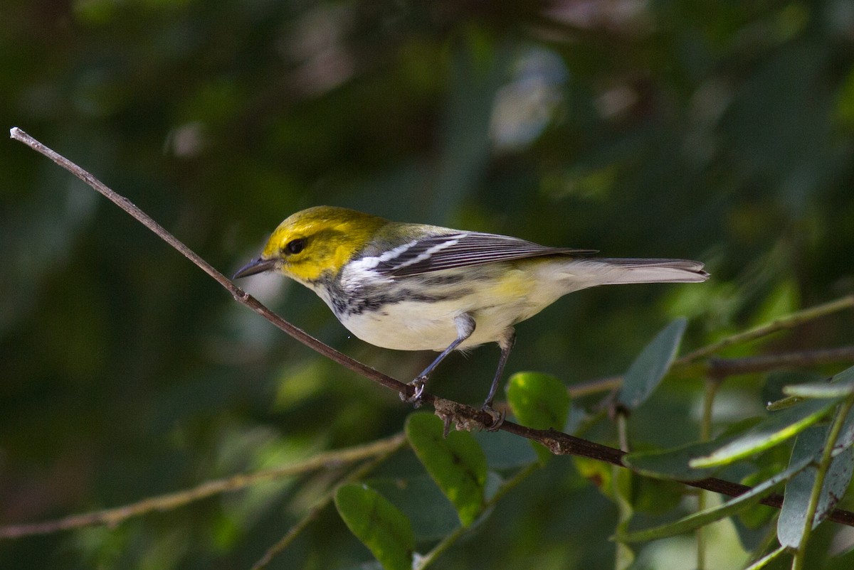 Black-throated Green Warbler - Justyn Stahl