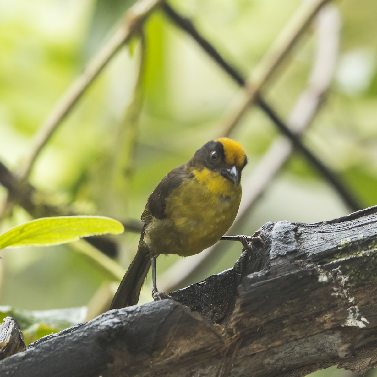 Tricolored Brushfinch (Choco) - Peter Hawrylyshyn