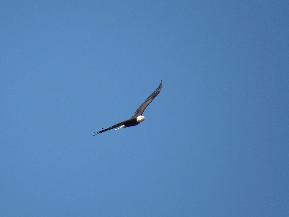 Bald Eagle - ML69746211