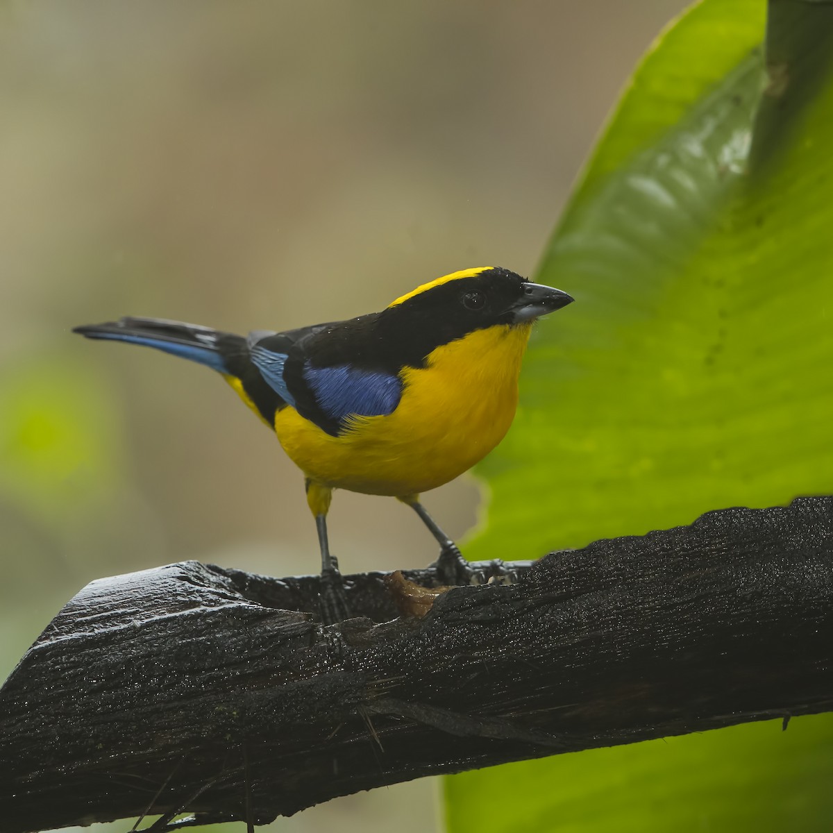 Blue-winged Mountain Tanager - Peter Hawrylyshyn