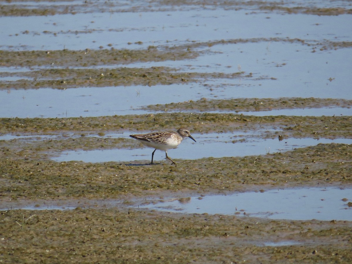 Least Sandpiper - ML69746271