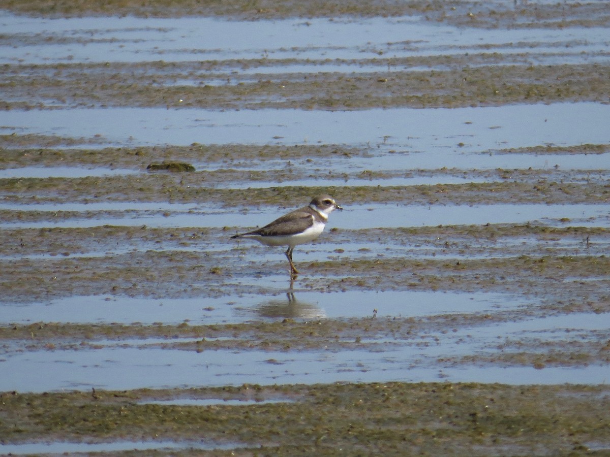 Semipalmated Plover - Mark Kosiewski