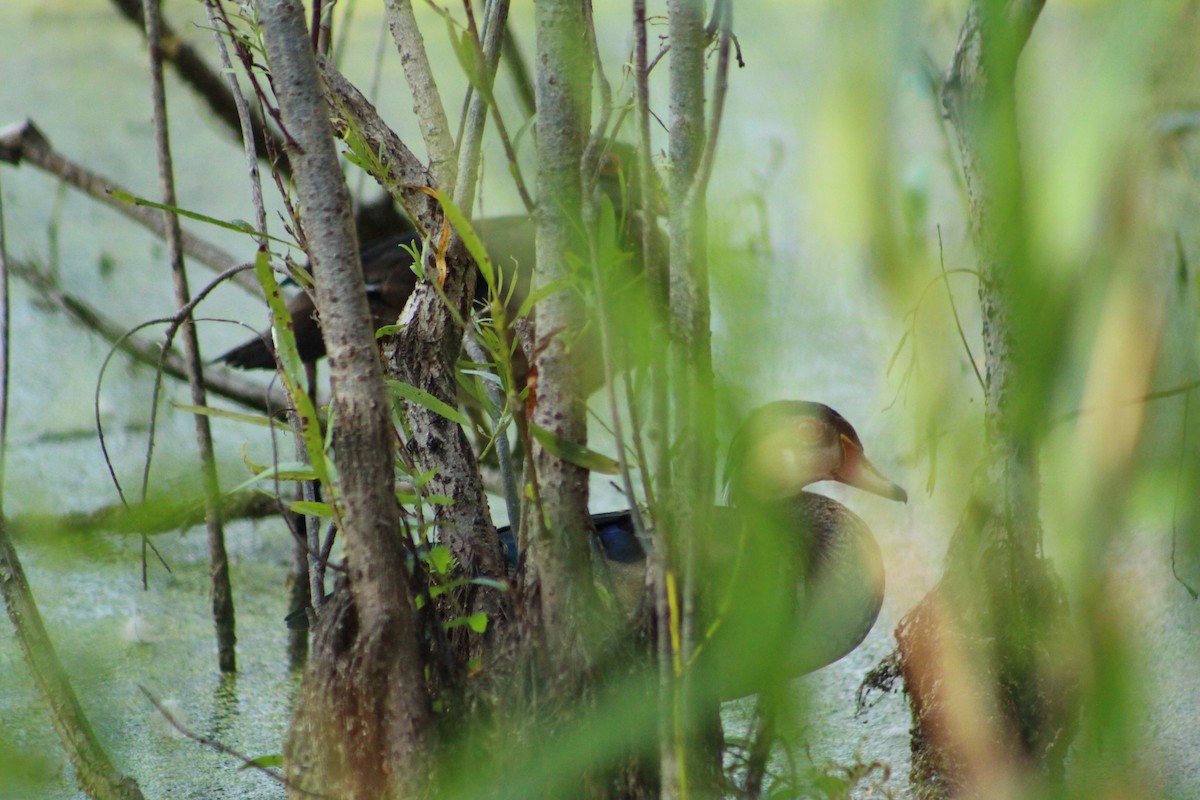 Wood Duck - Jayson Giese