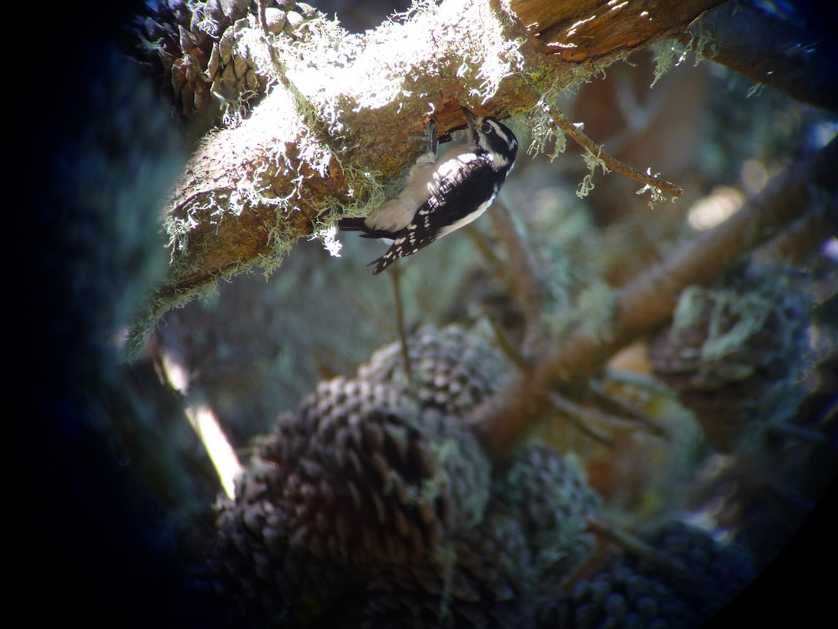 Downy Woodpecker - Anonymous