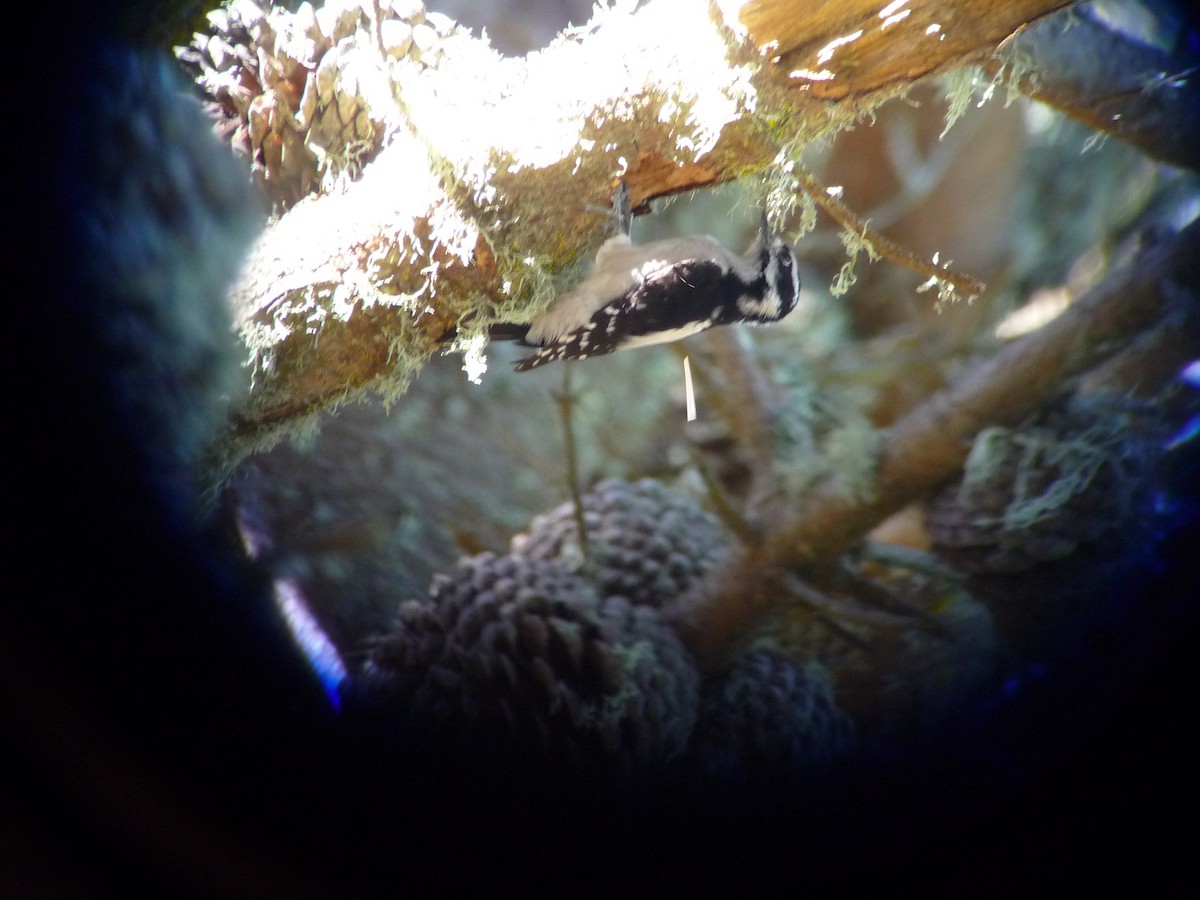 Downy Woodpecker - Anonymous