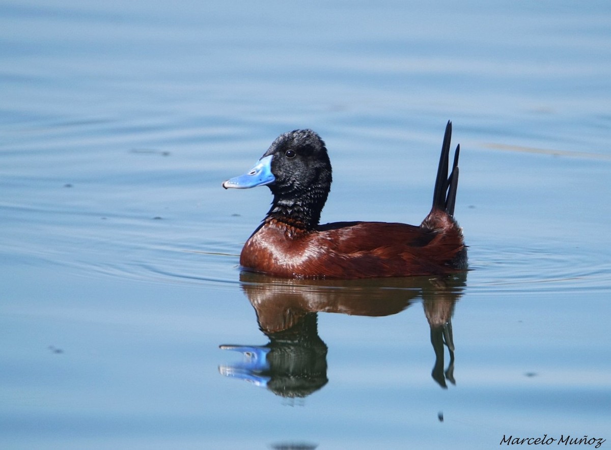 Lake Duck - marcelo muñoz