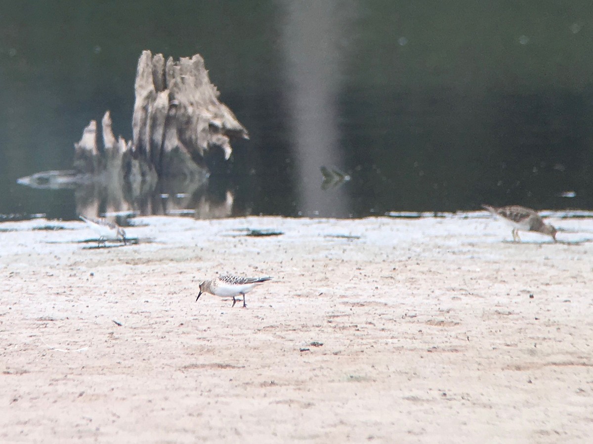 Baird's Sandpiper - ML69748841