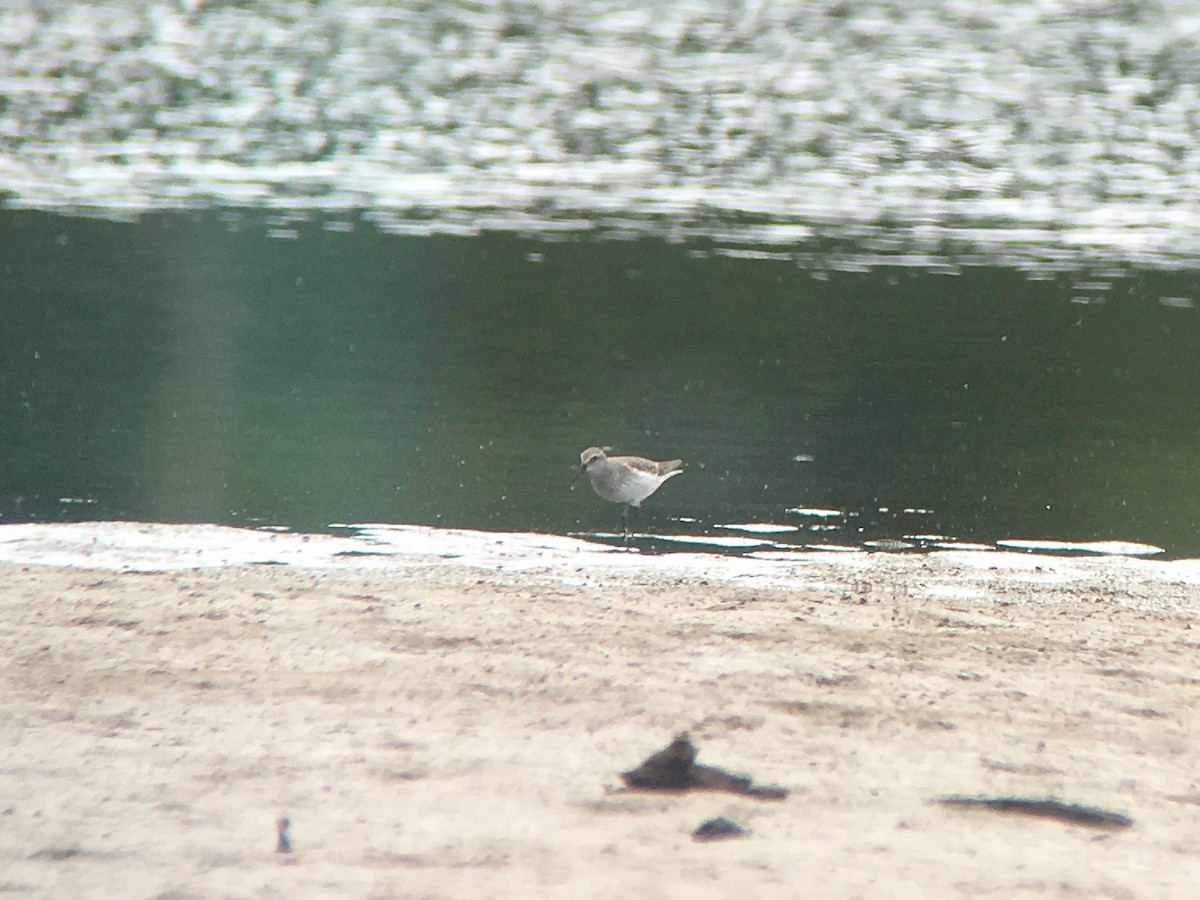 White-rumped Sandpiper - ML69749111