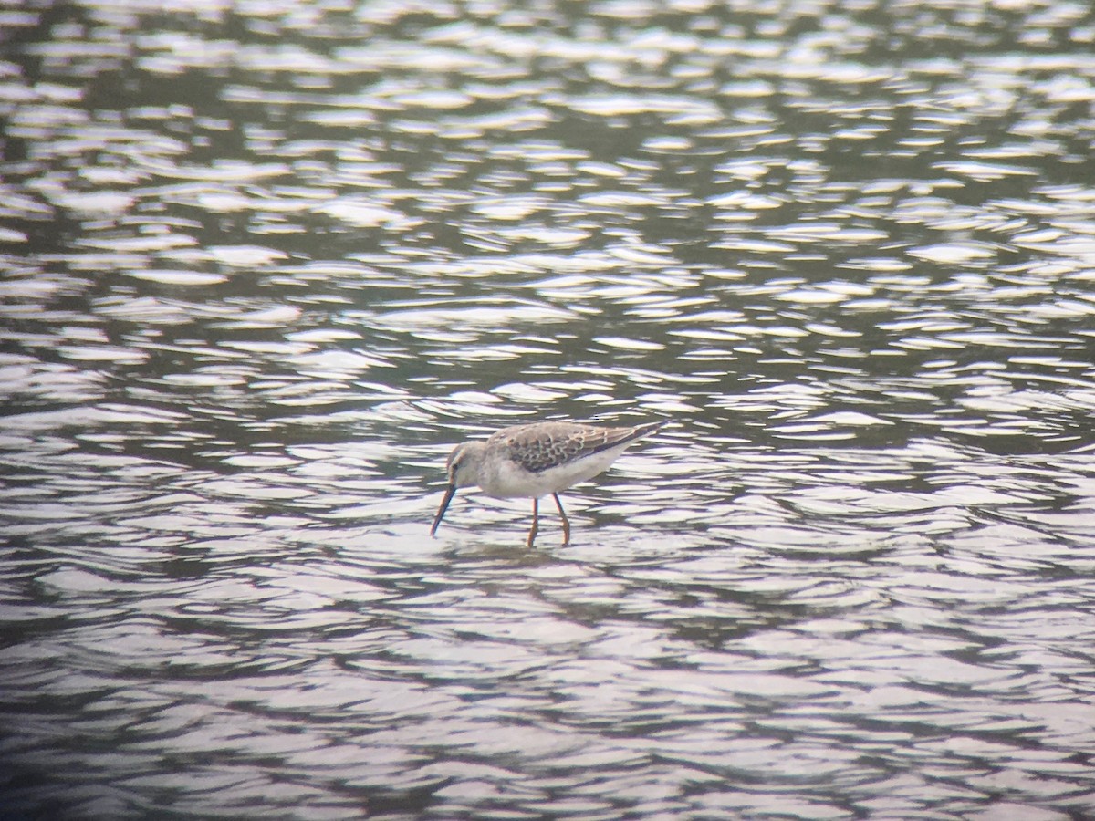 Stilt Sandpiper - ML69749341