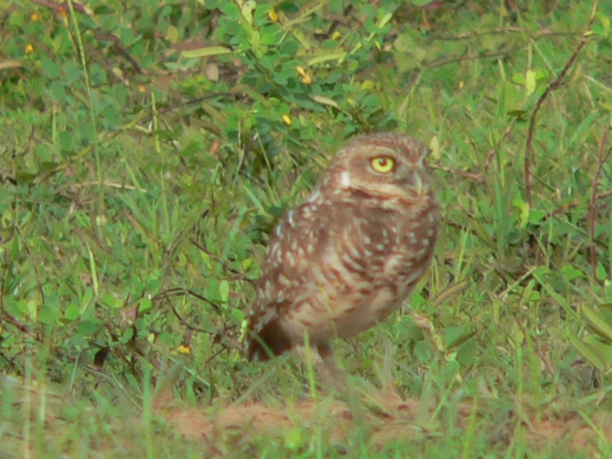 Burrowing Owl - ML69750391