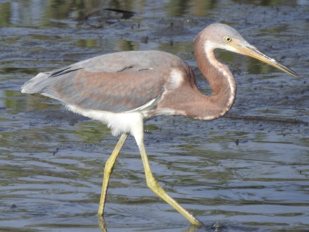 Tricolored Heron - Steve McInnis