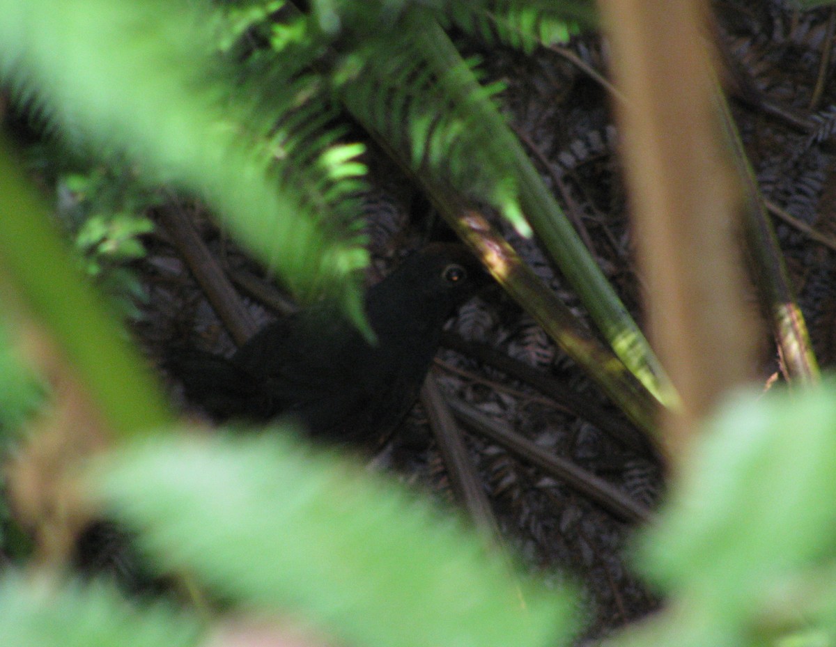 Black-throated Huet-huet - Shawn Billerman