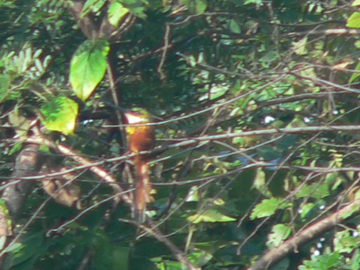 Rufous-tailed Jacamar - ML69755871