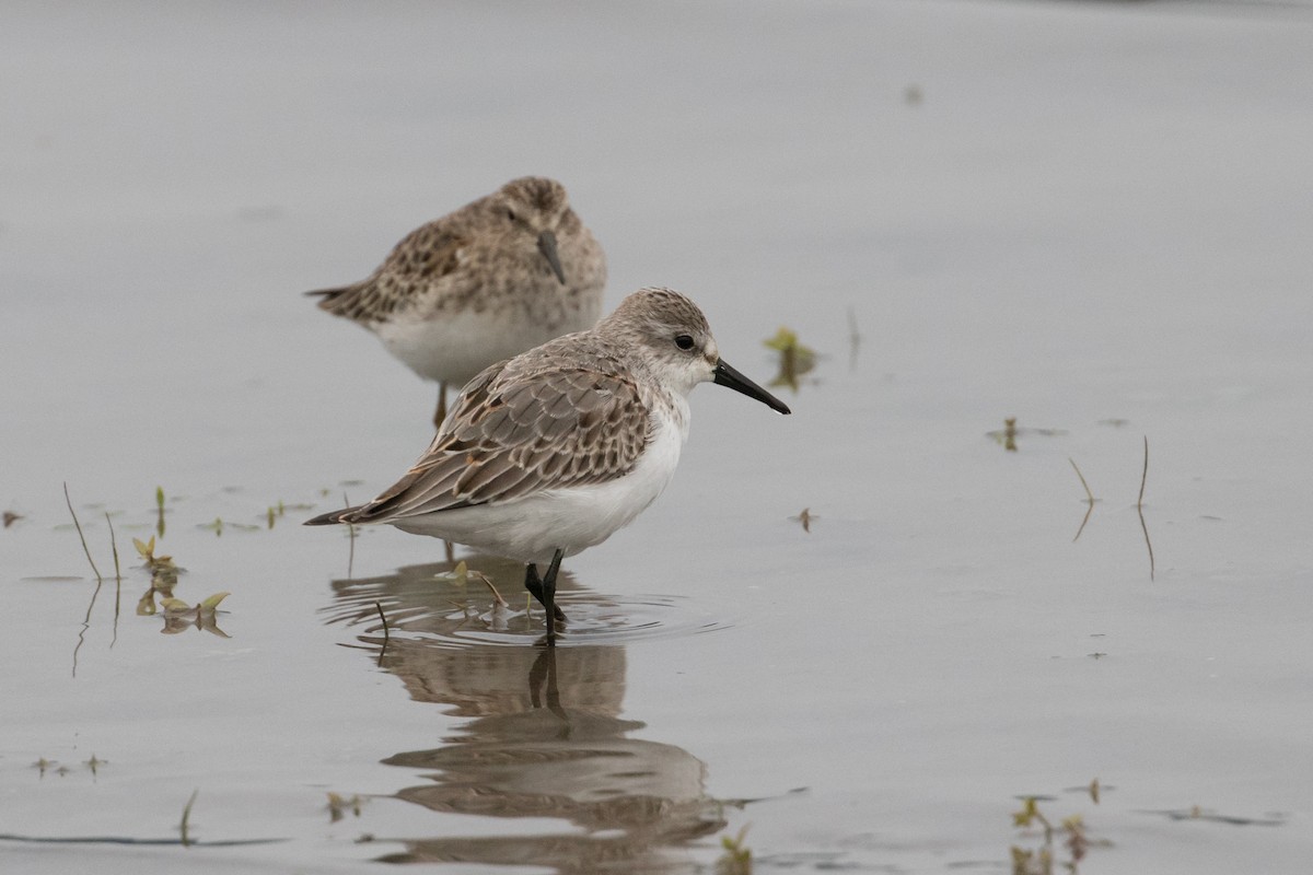 Western Sandpiper - Audrey Addison