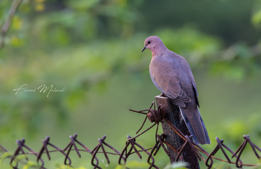 Laughing Dove - Fareed Mohmed