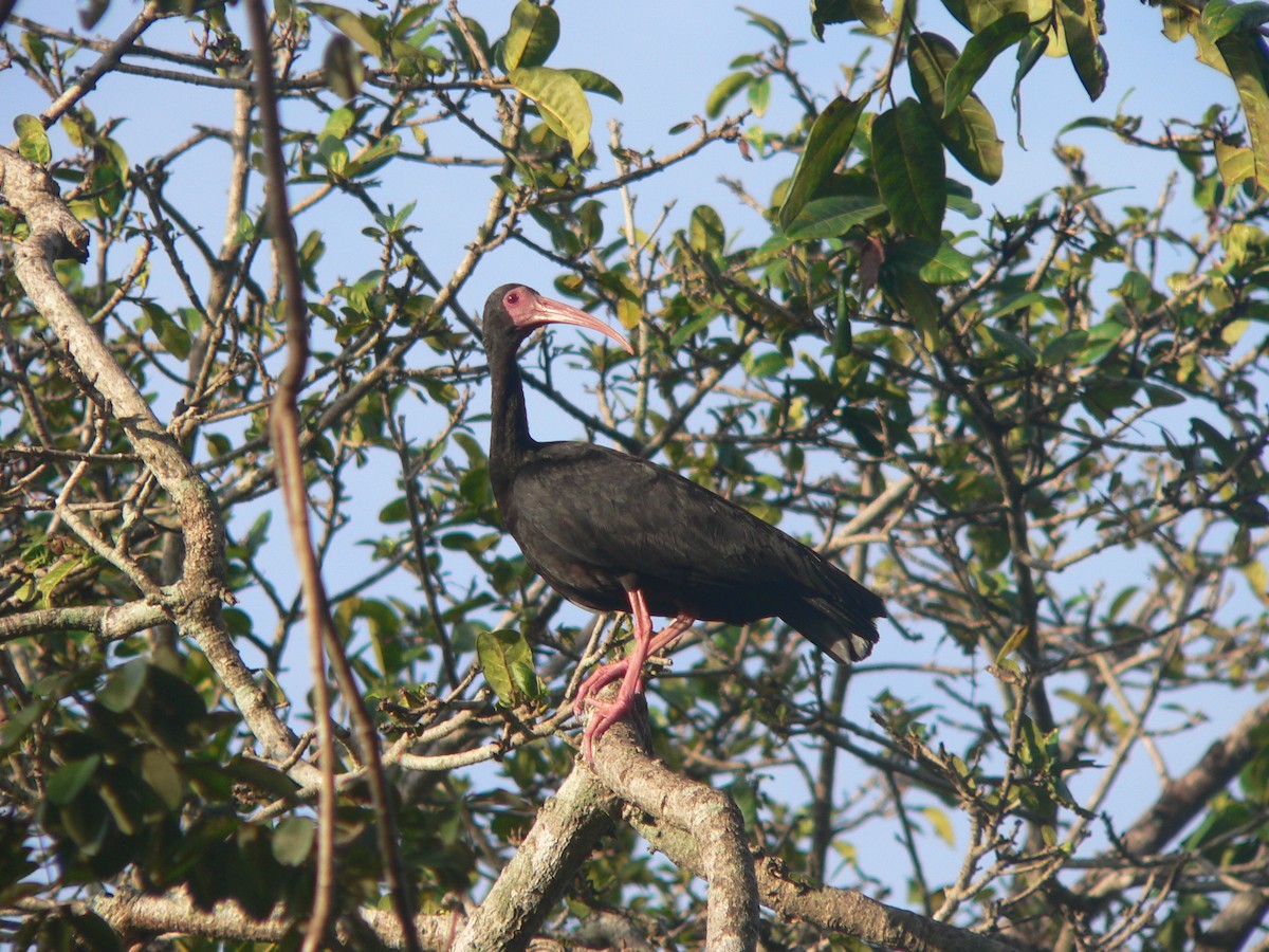 Bare-faced Ibis - ML69758141