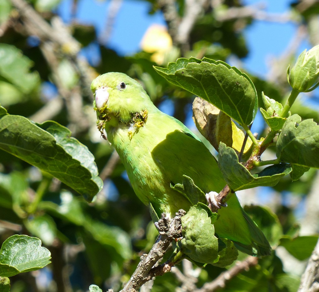 Cobalt-rumped Parrotlet - ML69759971