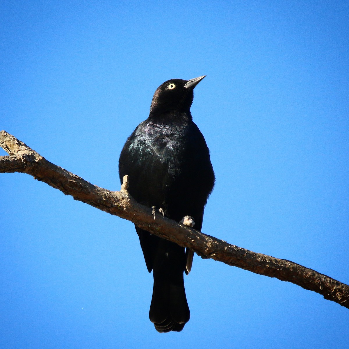 Brewer's Blackbird - ML69761981