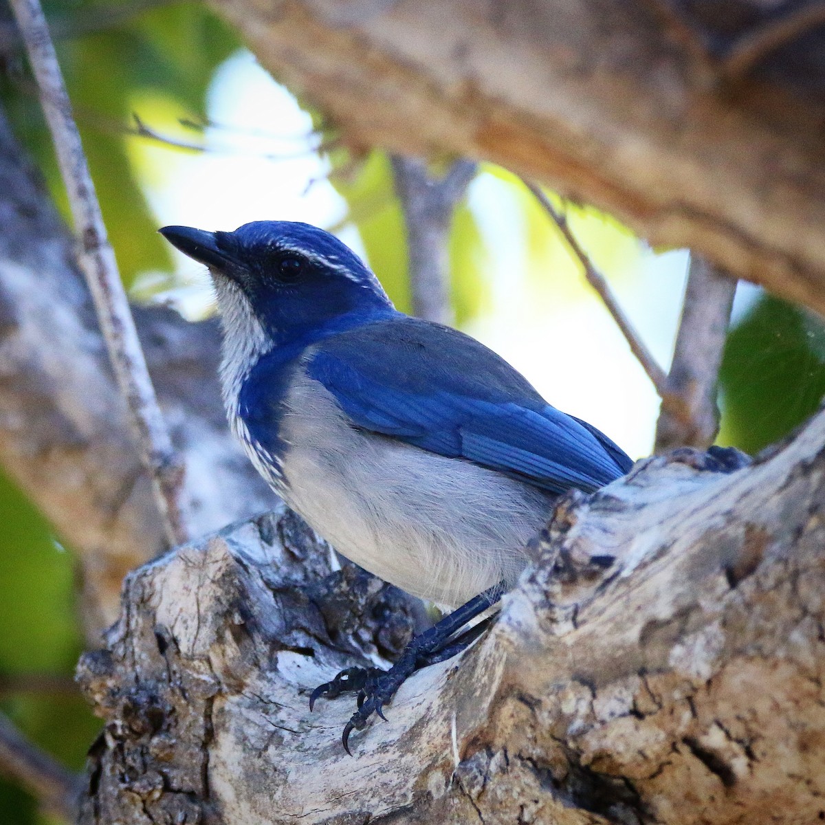 California Scrub-Jay - ML69762011