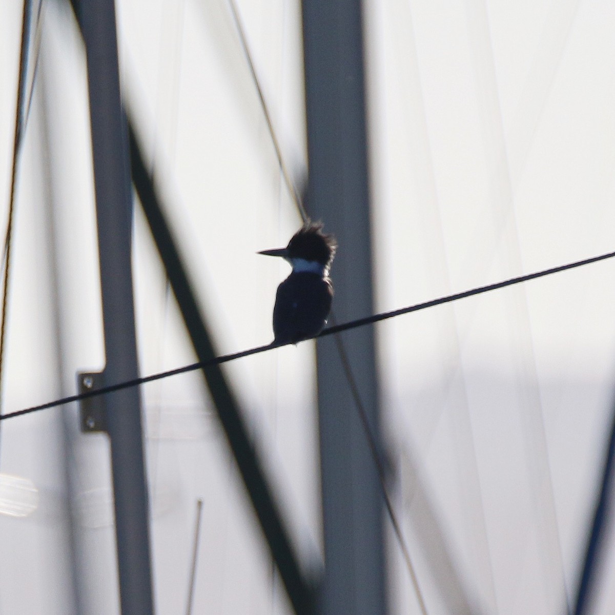 Belted Kingfisher - ML69762021