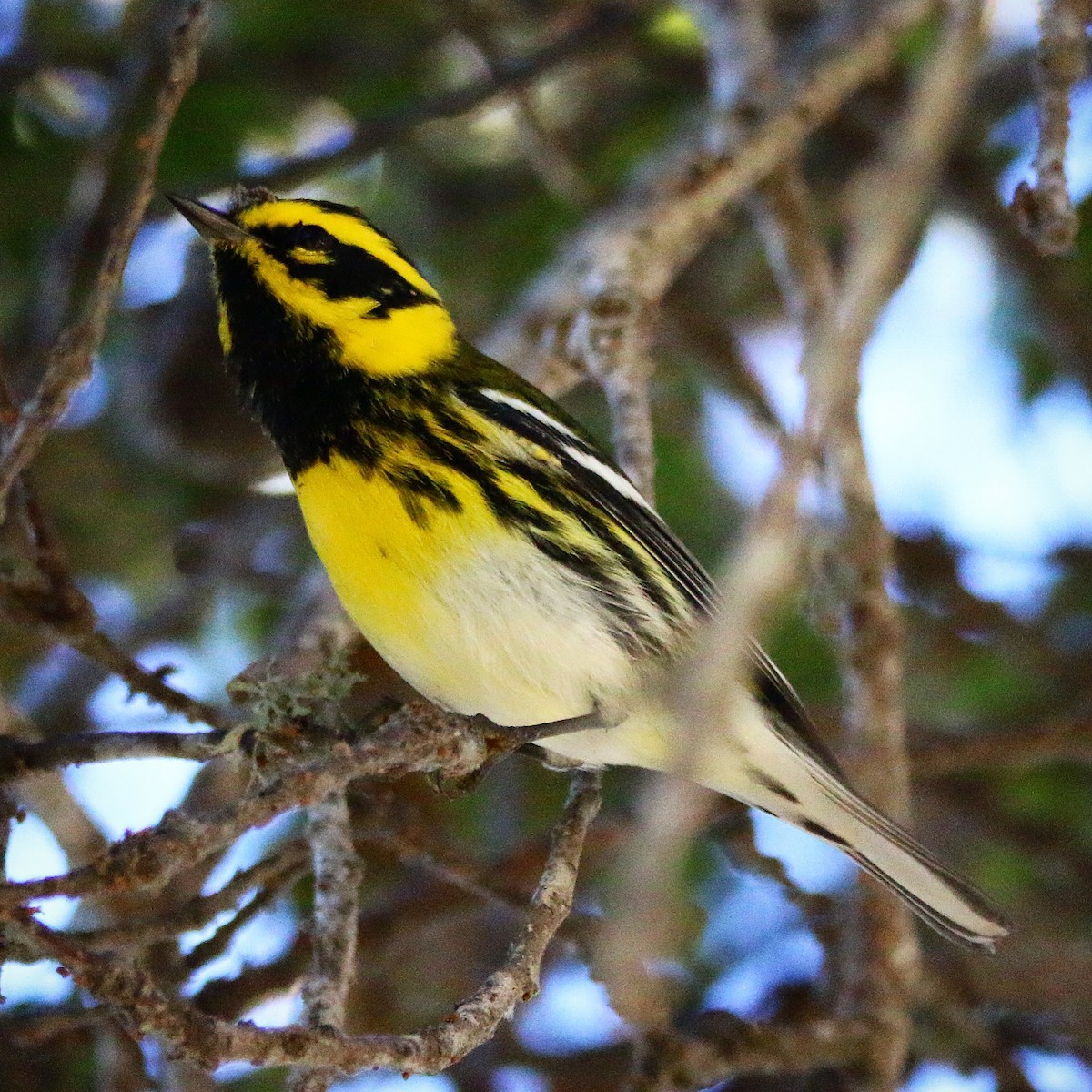 Townsend's Warbler - ML69762031