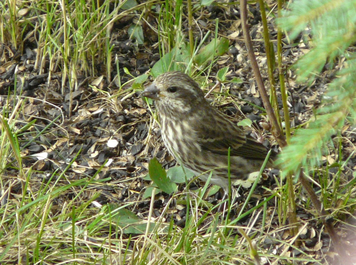 Purple Finch - ML69762801