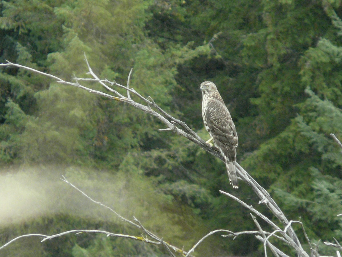 American Goshawk - ML69766701