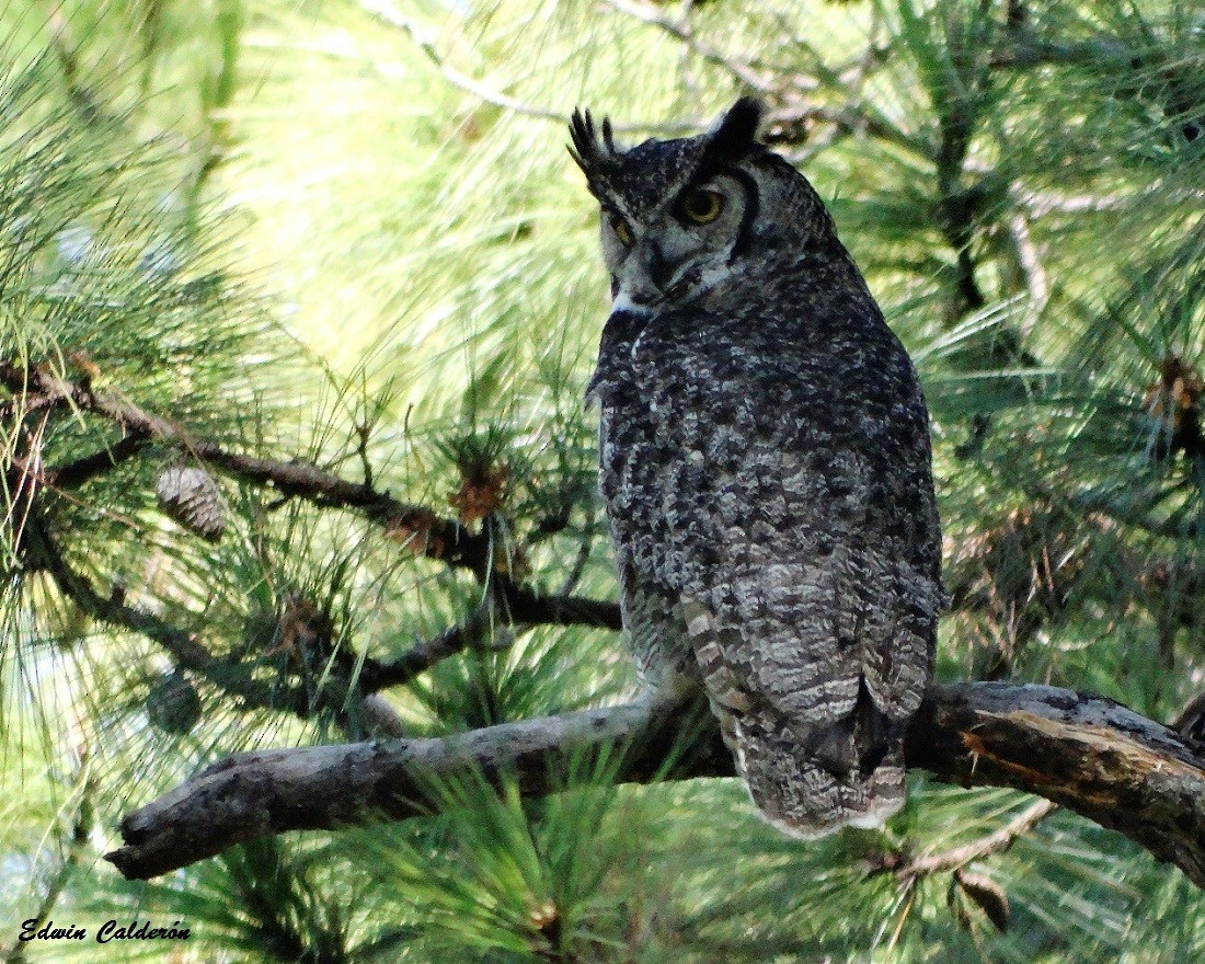 Great Horned Owl - ML69766781