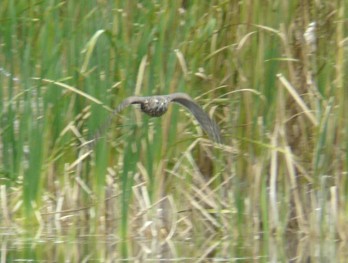 American Goshawk - ML69766861