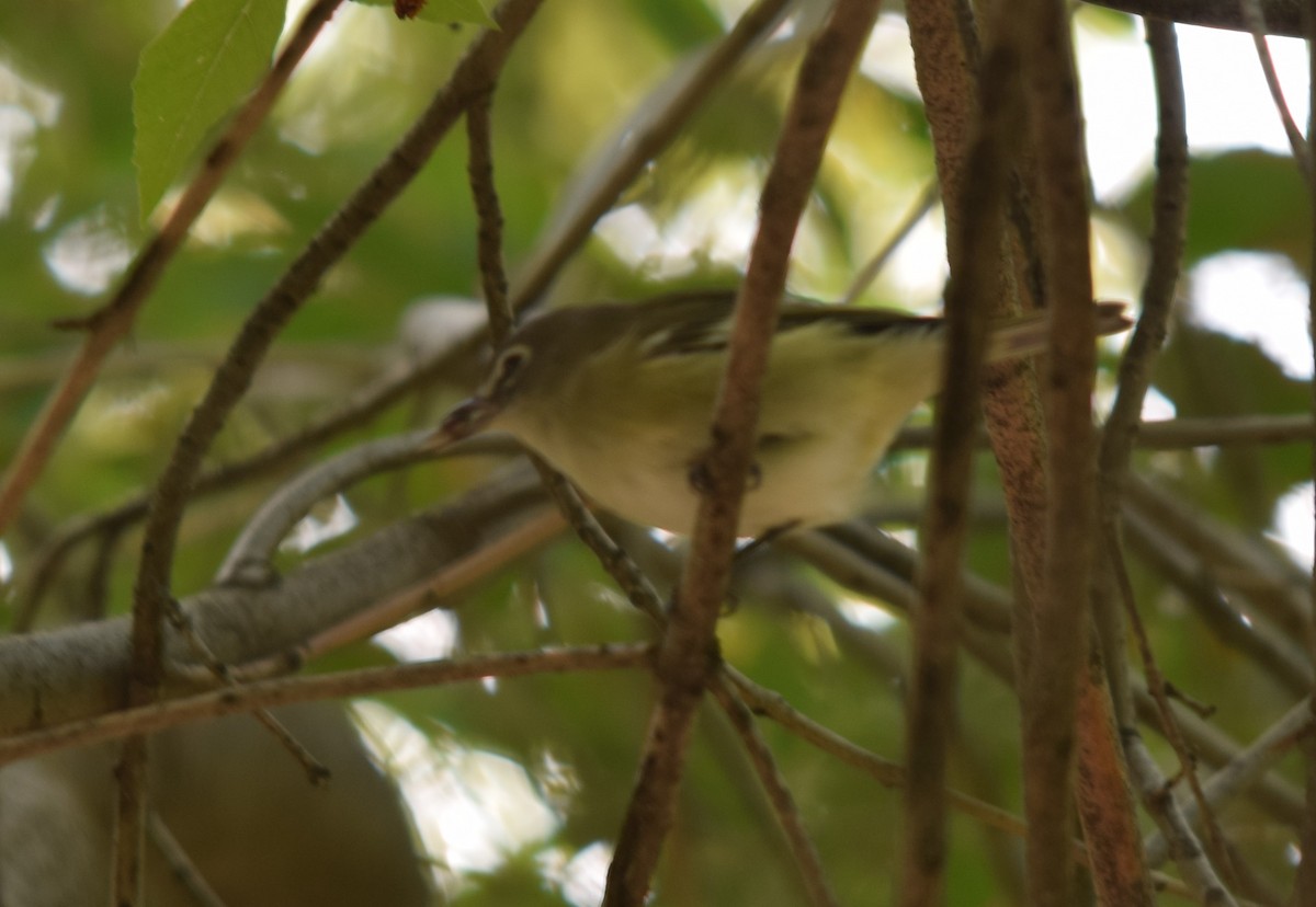 Cassin's Vireo - ML69767141