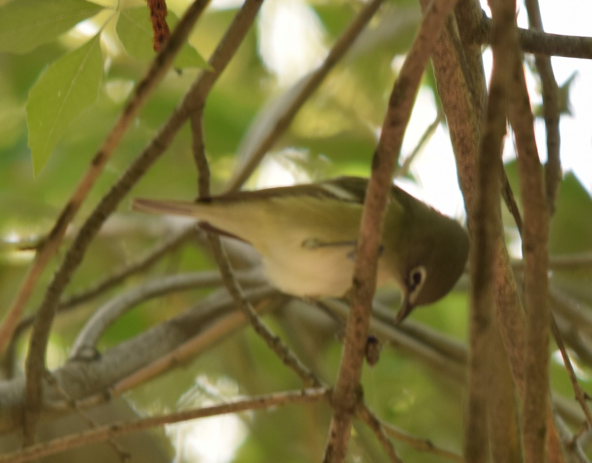 Cassin's Vireo - ML69767151