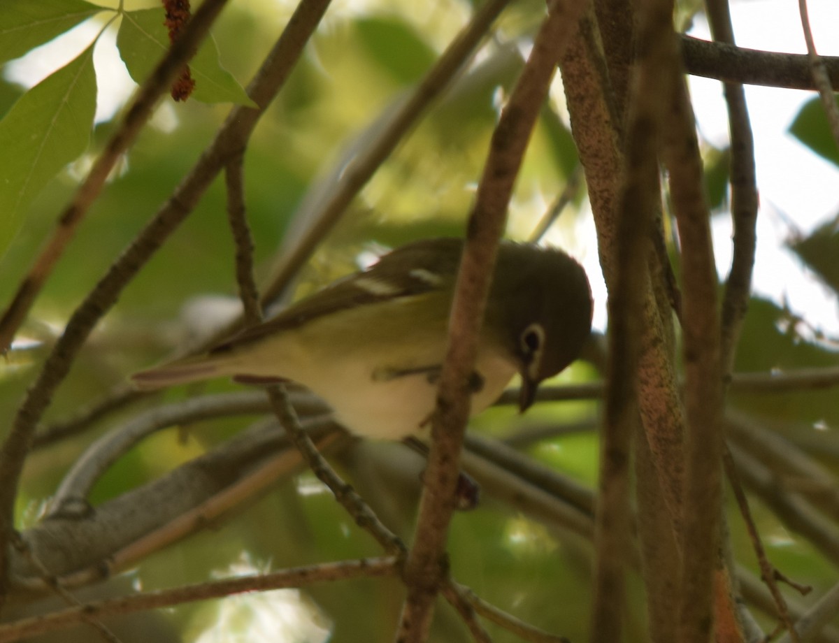 Cassin's Vireo - ML69767161