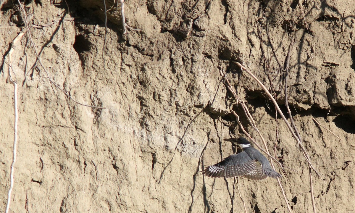 Belted Kingfisher - ML69768051