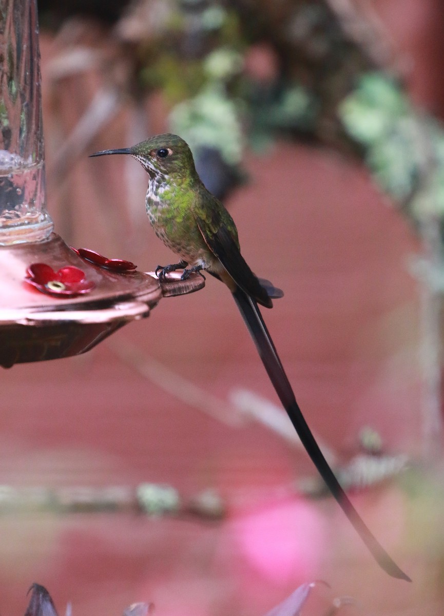 Black-tailed Trainbearer - ML69768931