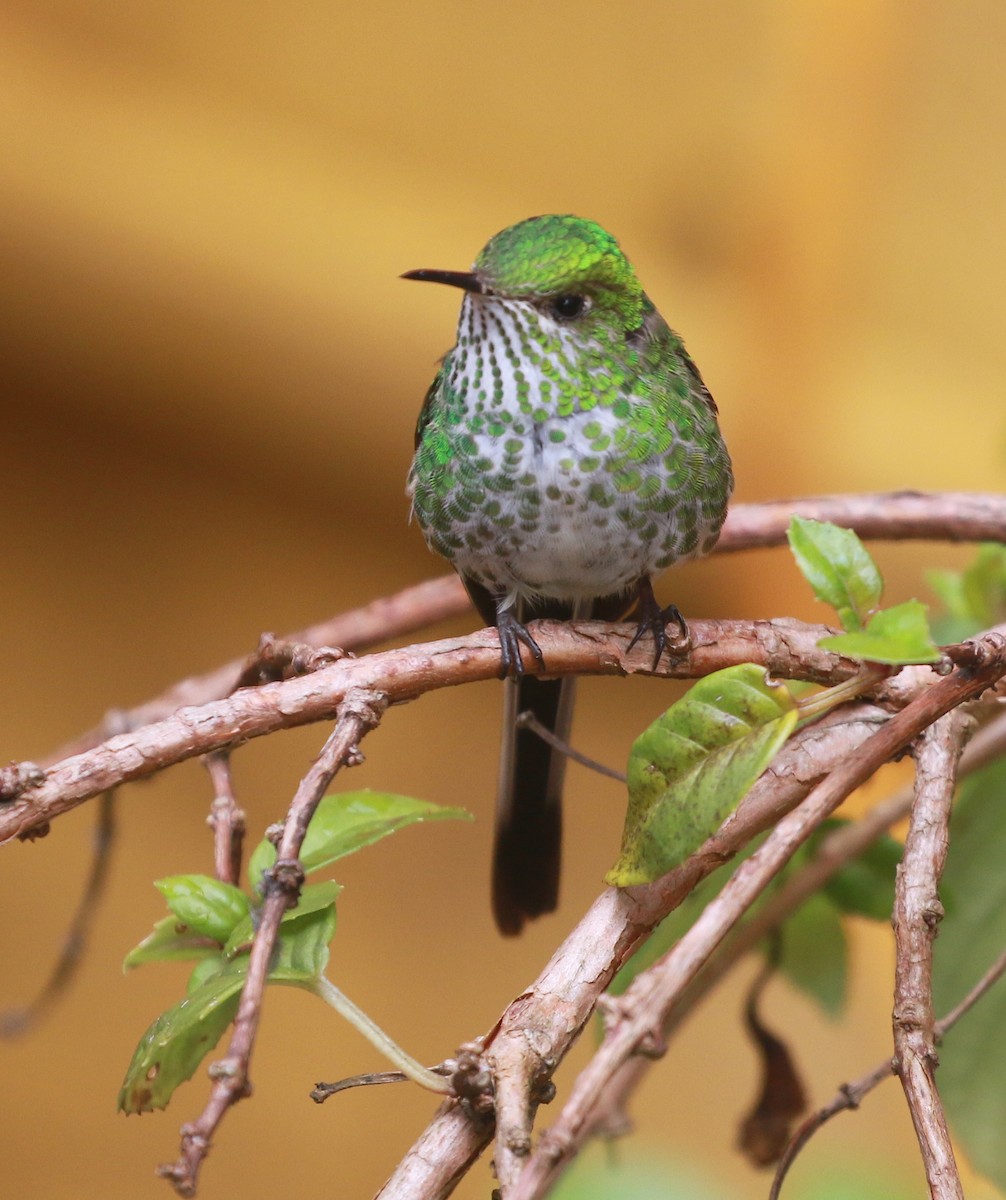 Green-tailed Trainbearer - David Stejskal