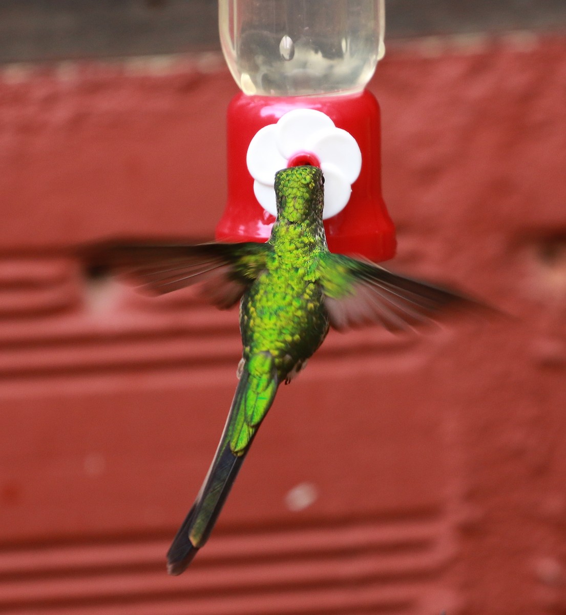 Green-tailed Trainbearer - ML69768971