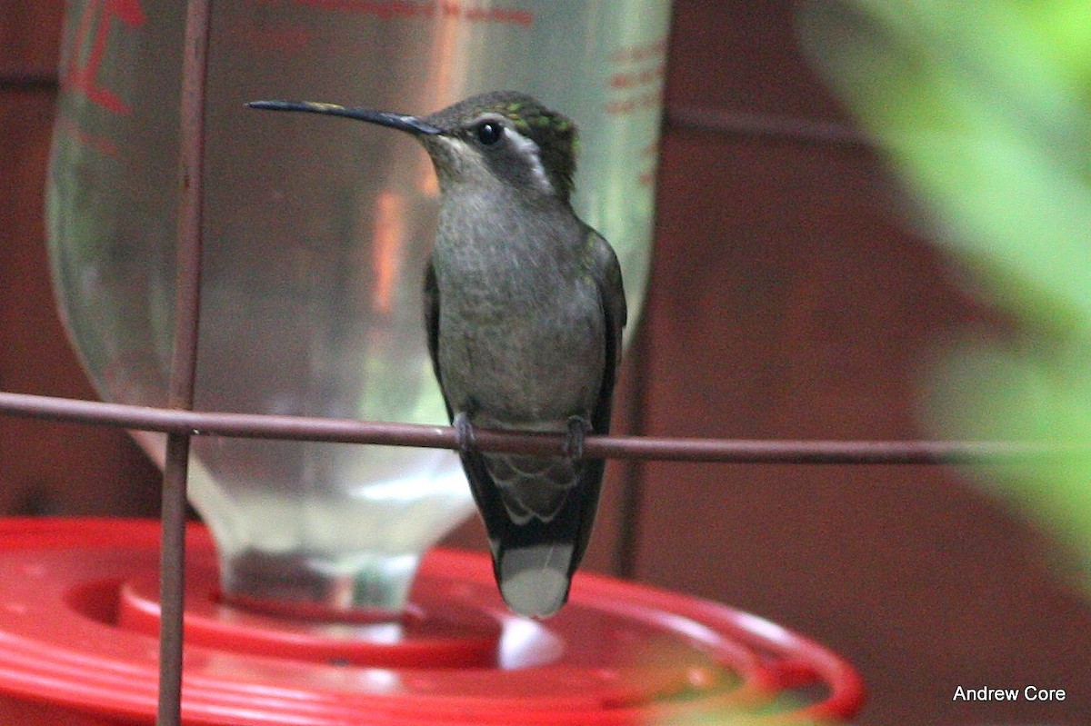 kolibřík blankytohrdlý - ML69770921