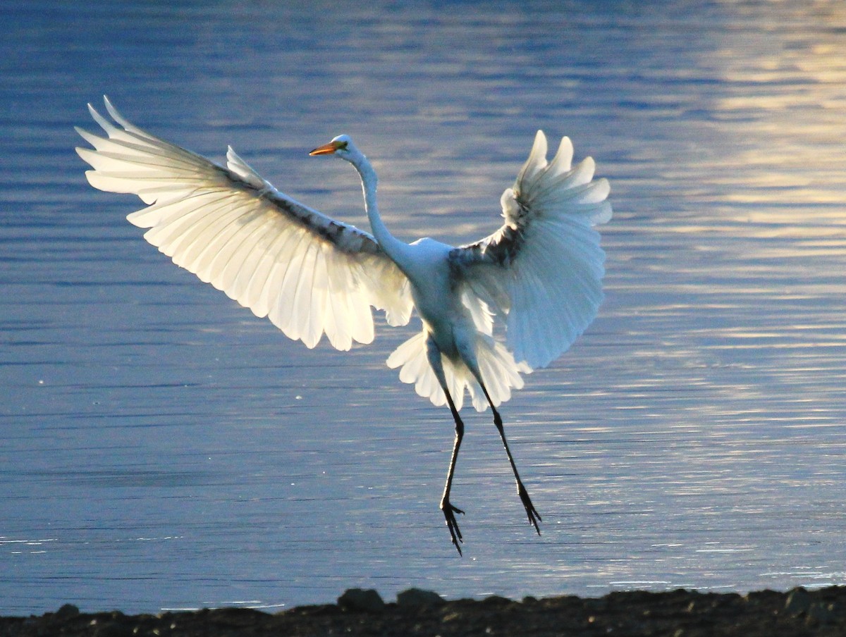 Great Egret - Nels Nelson