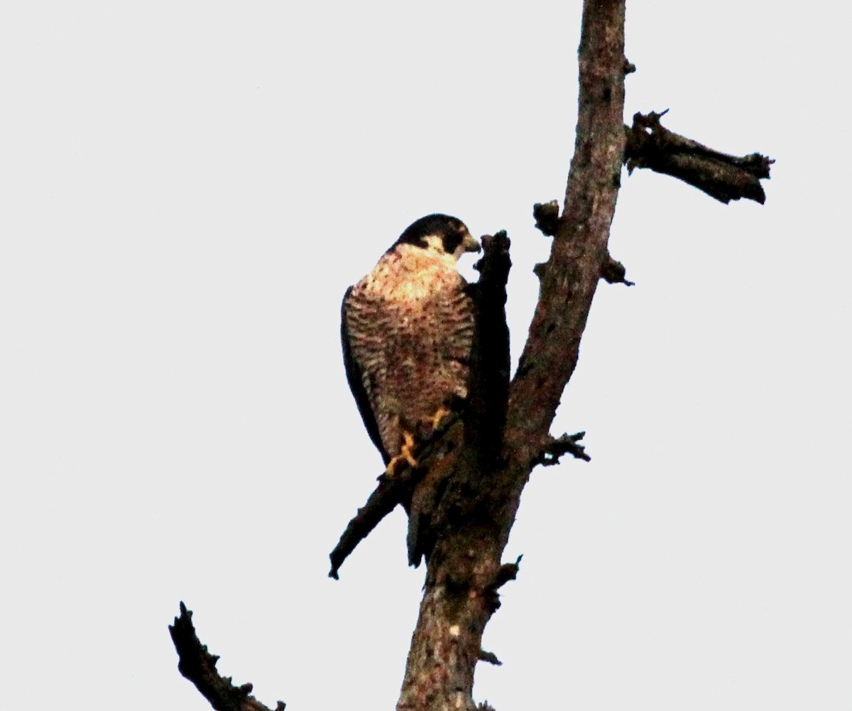 Peregrine Falcon - Nels Nelson