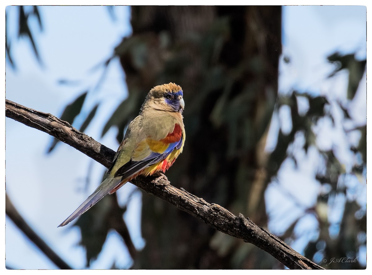 Perico Cariazul - ML69771881