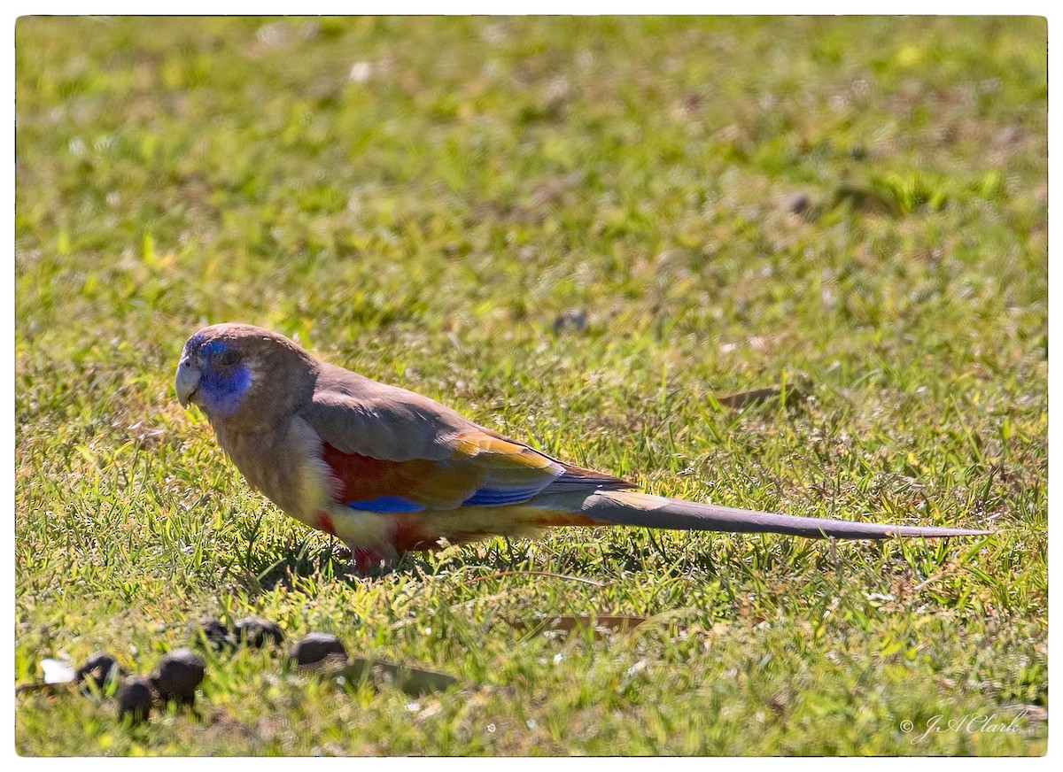 Perico Cariazul - ML69771901