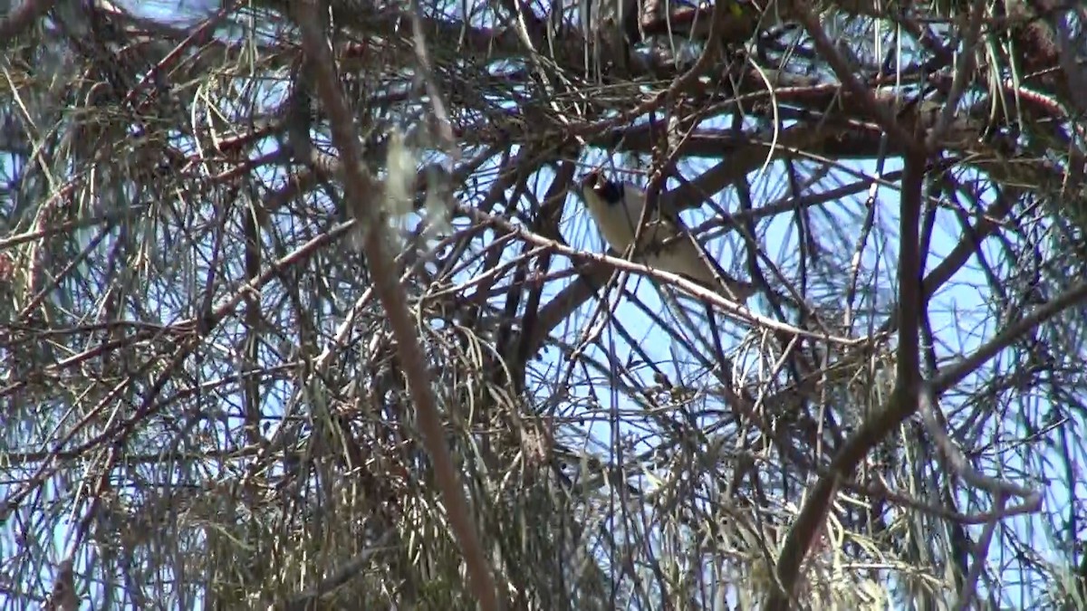 Painted Honeyeater - ML69772101