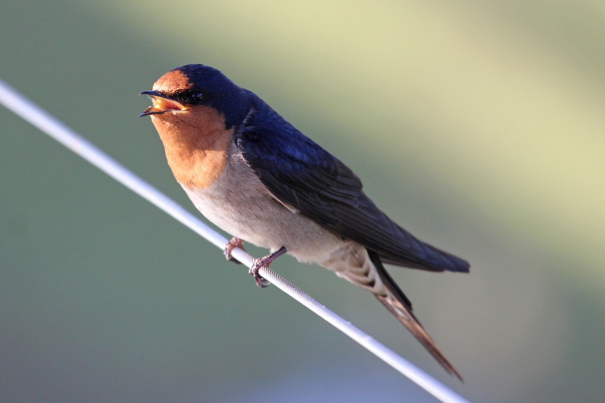 Golondrina Australiana - ML69772901