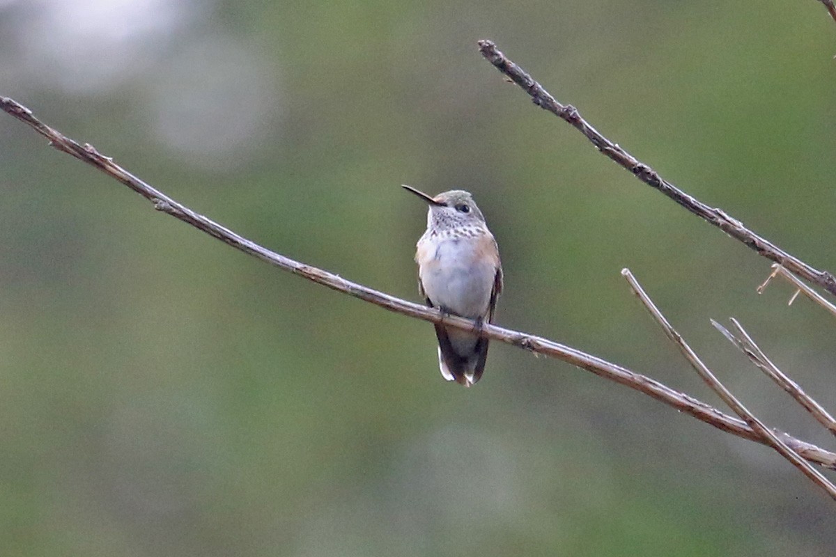 Calliope Hummingbird - ML69774111