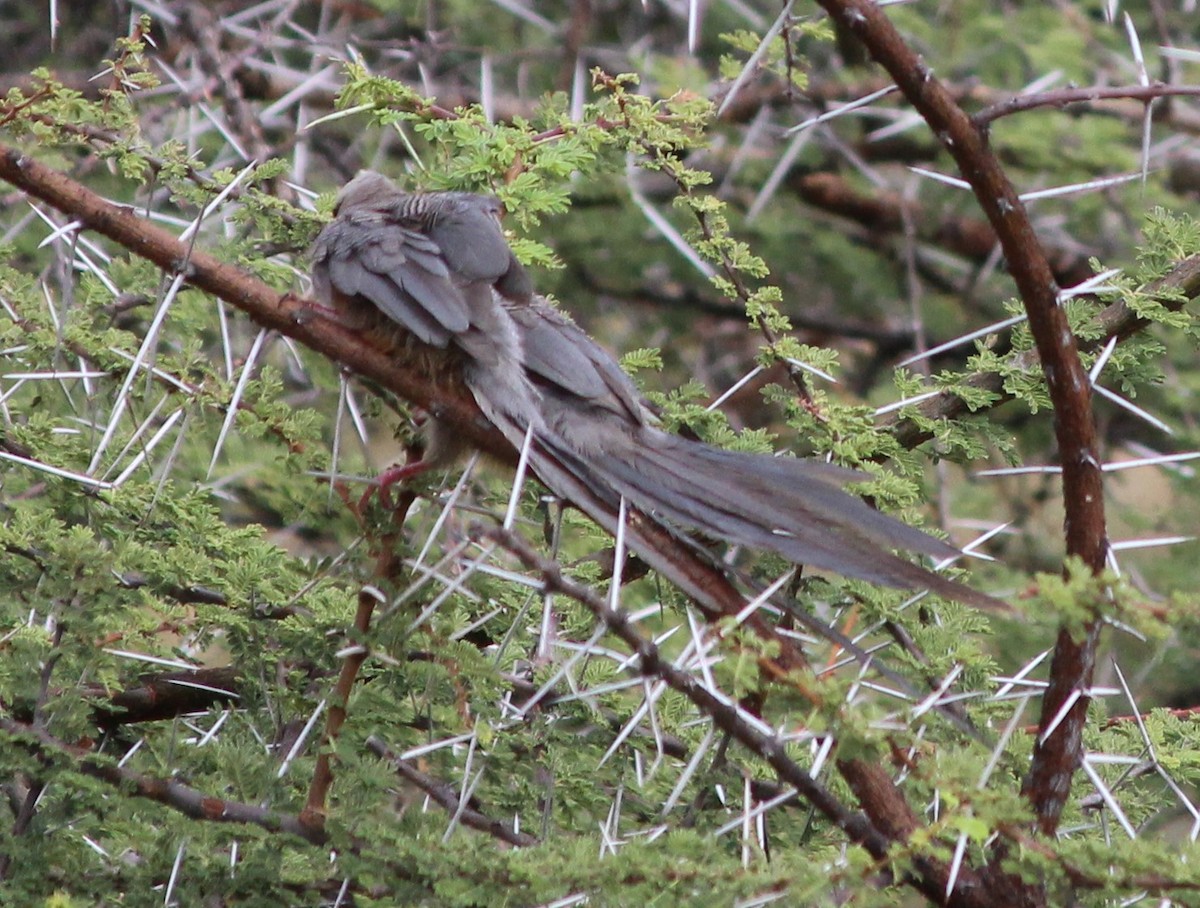 White-headed Mousebird - ML69774961